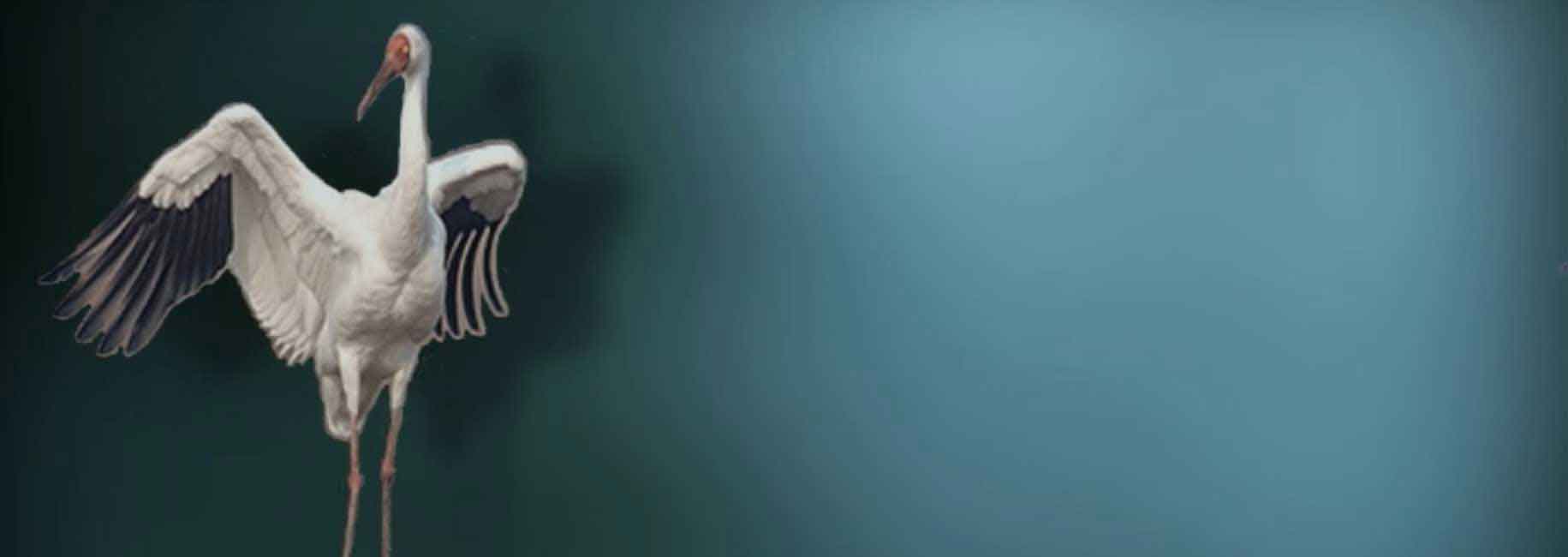 مستند «در نوبت انقراض» روایت انقراض درنای سیبری در ایران