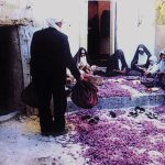 مستند «زعفران»؛ زیبایی، توازن و جهانی فراموش شده