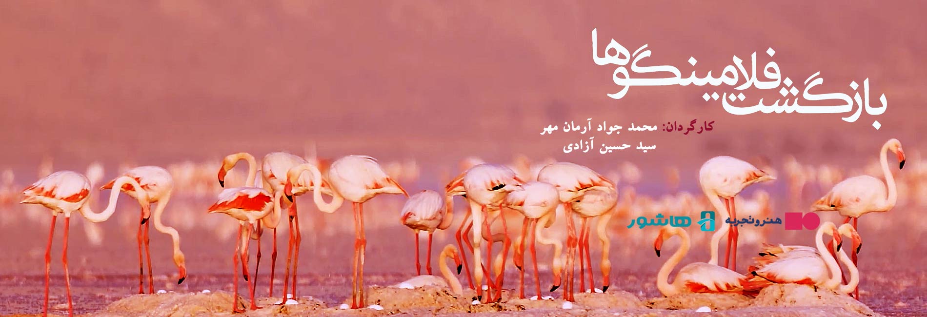 The return of the flamingos-هاشور