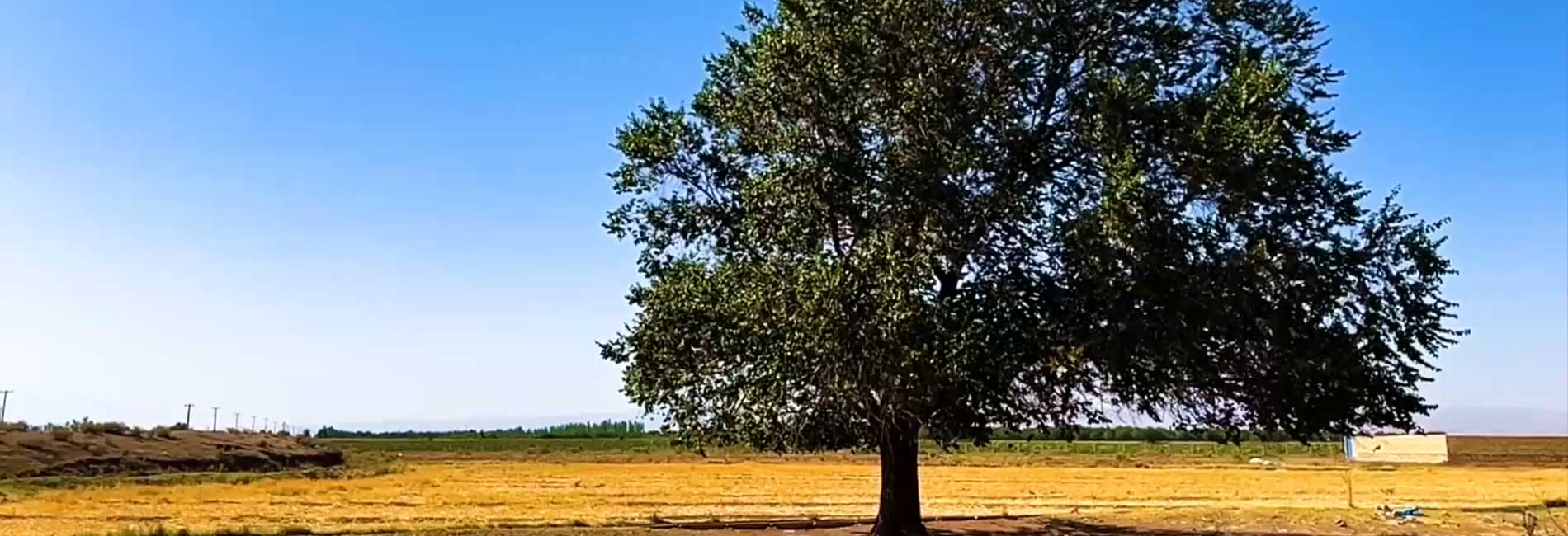 Bahaneh ra