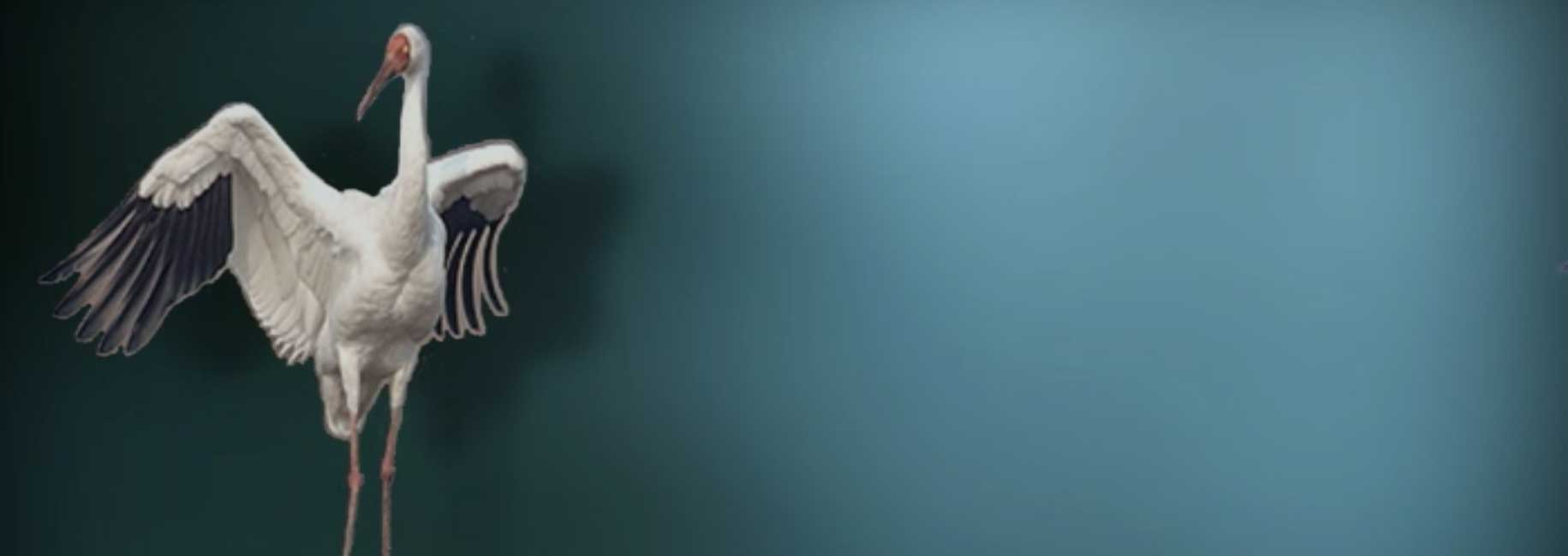 در نوبت انقراض