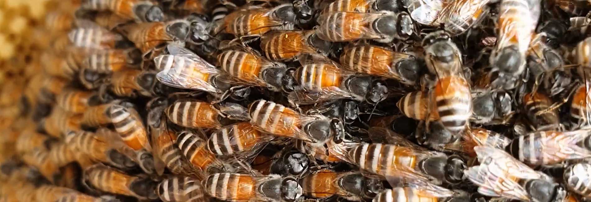 طلای زاگرس-هاشور