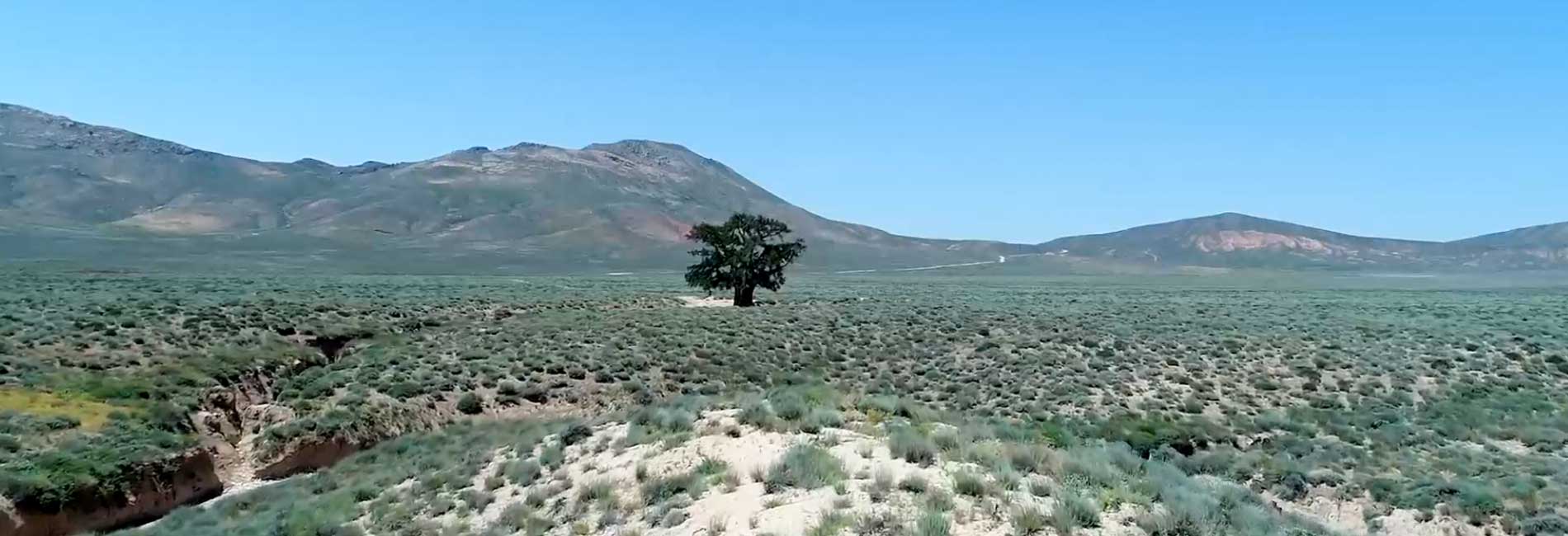 Ancient trees of Iran-هاشور